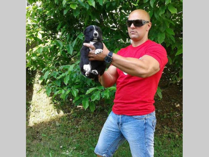 srednjeazijski ovčar štenci na prodaju besplatni mali oglasi