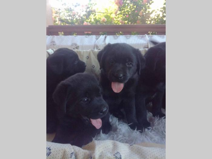 labrador retriver štenci besplatni mali oglasi