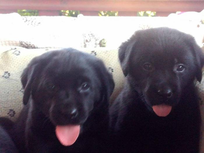 labrador retriver štenci besplatni mali oglasi