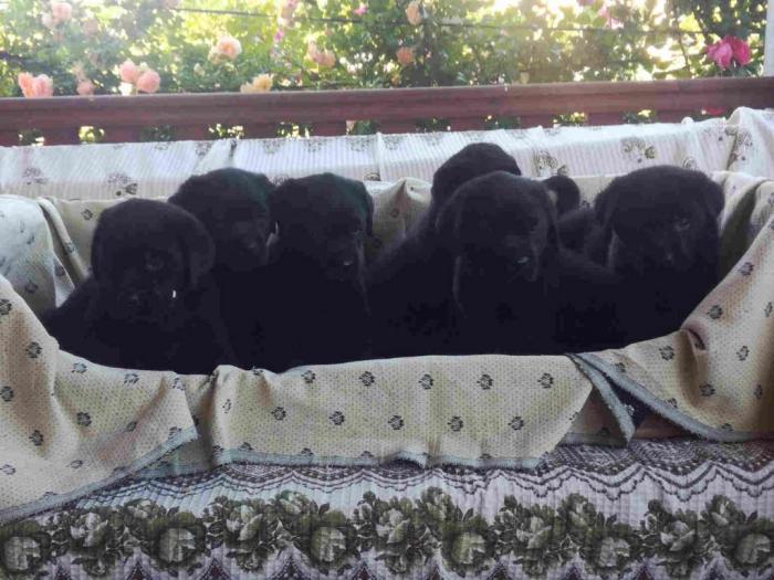 labrador retriver štenci besplatni mali oglasi