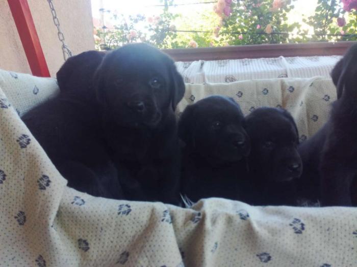 labrador retriver štenci besplatni mali oglasi