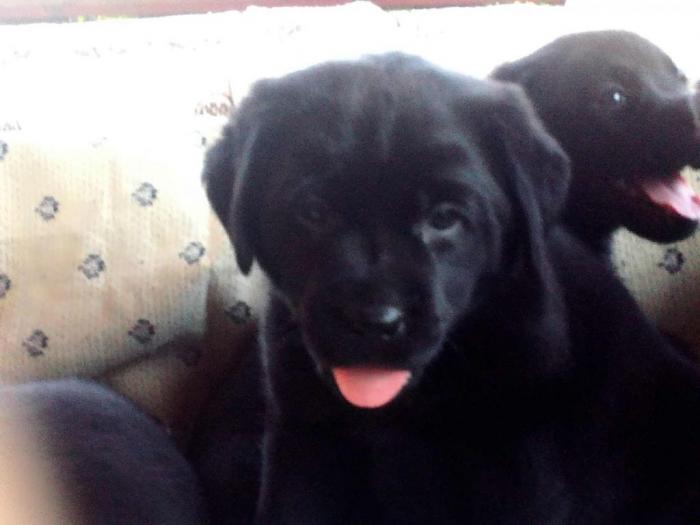 labrador retriver štenci besplatni mali oglasi
