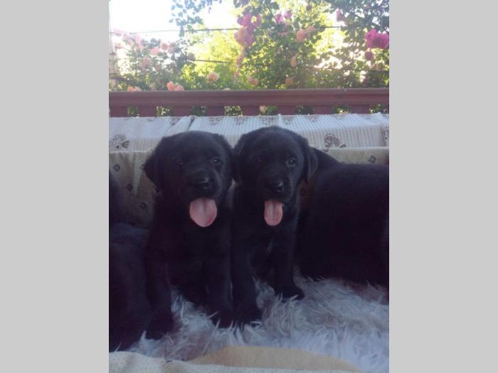 labrador retriver štenci besplatni mali oglasi