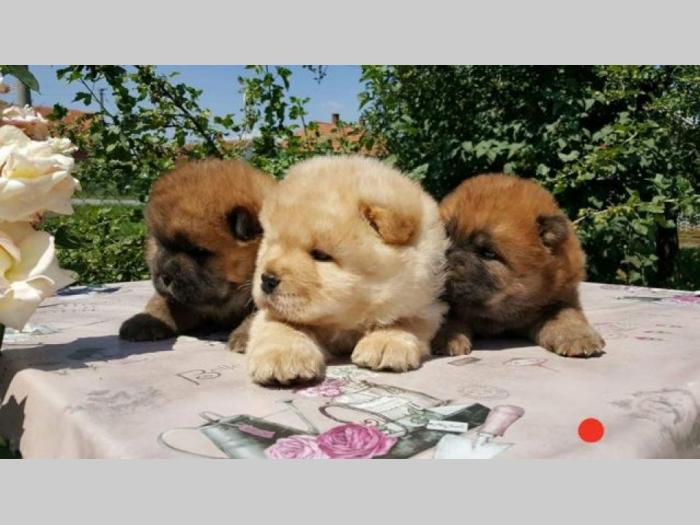 chow chow besplatni mali oglasi