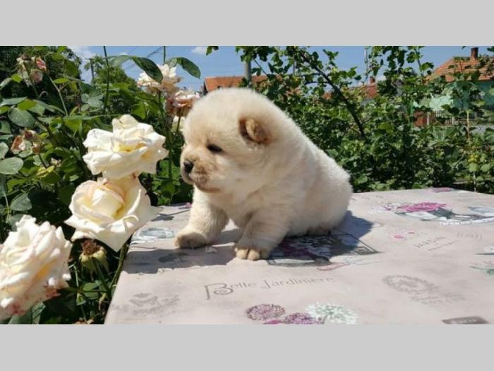 chow chow besplatni mali oglasi