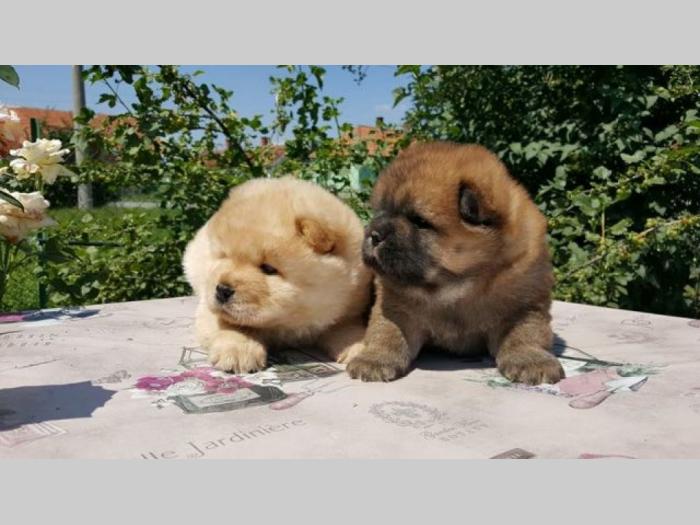 chow chow besplatni mali oglasi