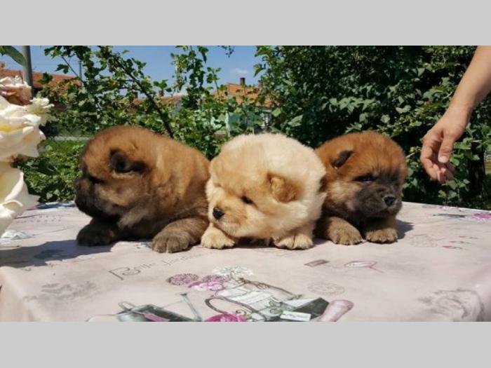chow chow besplatni mali oglasi