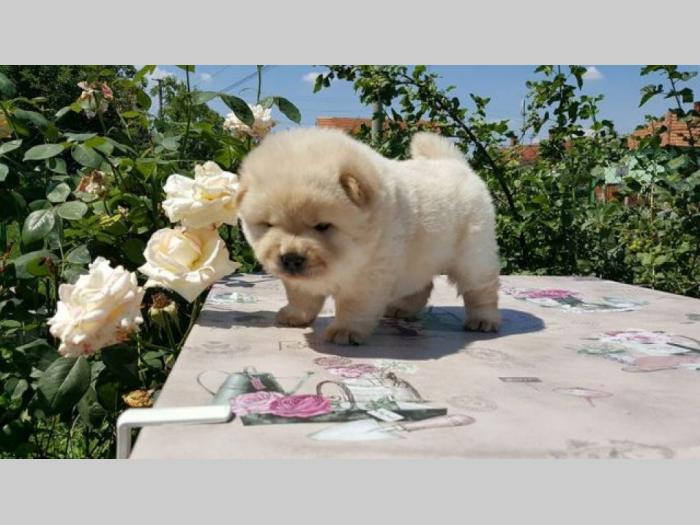 chow chow besplatni mali oglasi
