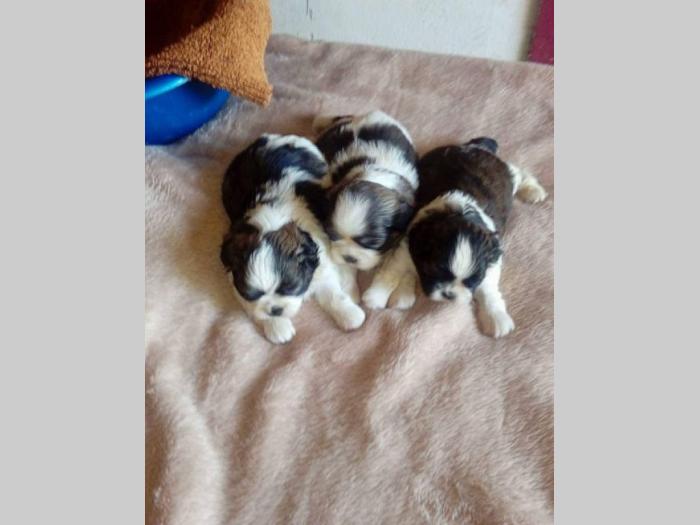 ši cu trikolor štenci besplatni mali oglasi