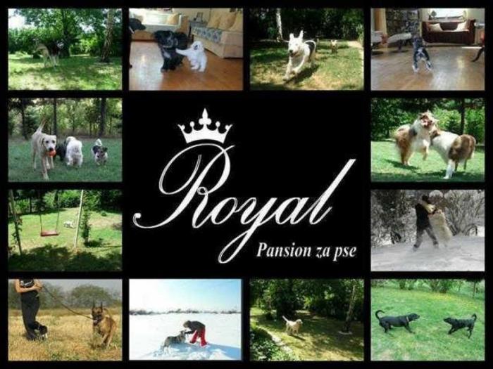 pansion za pse royal beograd besplatni mali oglasi