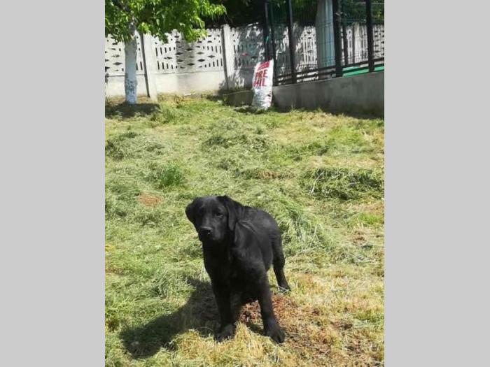 labrador retriver hitna prodaja odraslih pasa besplatni mali oglasi