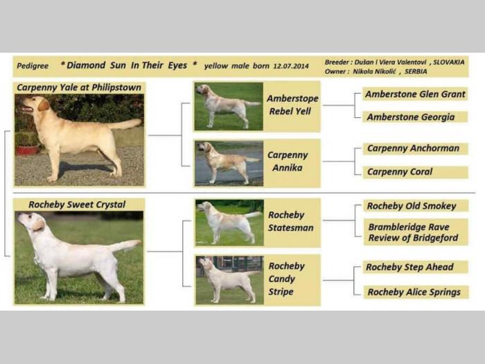 labrador retriver hitna prodaja odraslih pasa besplatni mali oglasi