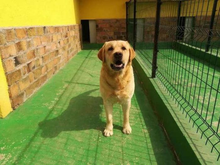 labrador retriver hitna prodaja odraslih pasa besplatni mali oglasi