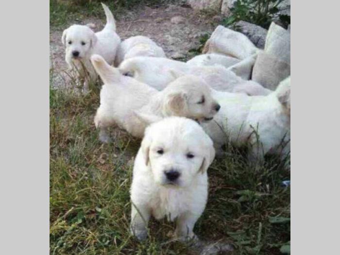 zlatni retriver dobre krvne linije besplatni mali oglasi