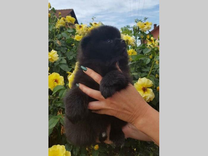 štenad pomeranskog špica izložbeni kvalitet besplatni mali oglasi