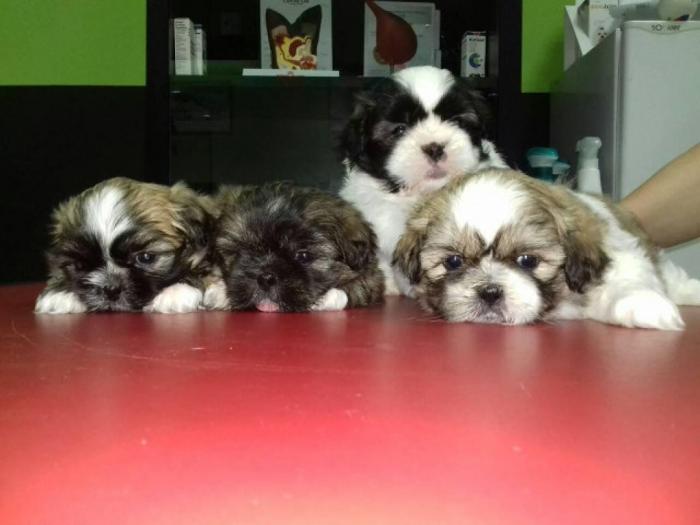 šicu (shihtzu) štenci izuzetnog kvaliteta besplatni mali oglasi