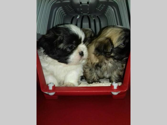 šicu (shihtzu) štenci izuzetnog kvaliteta besplatni mali oglasi