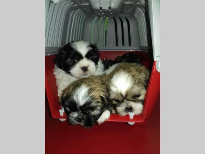 šicu (shihtzu) štenci izuzetnog kvaliteta besplatni mali oglasi