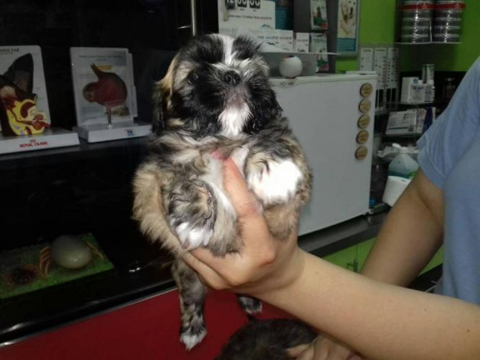 šicu (shihtzu) štenci izuzetnog kvaliteta besplatni mali oglasi