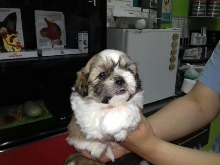 šicu (shihtzu) štenci izuzetnog kvaliteta besplatni mali oglasi