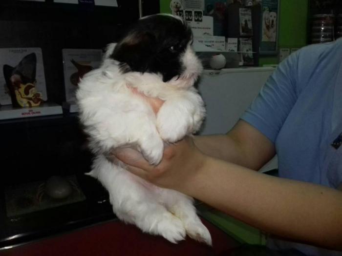 šicu (shihtzu) štenci izuzetnog kvaliteta besplatni mali oglasi