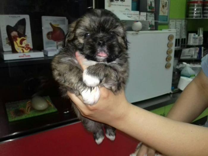šicu (shihtzu) štenci izuzetnog kvaliteta besplatni mali oglasi
