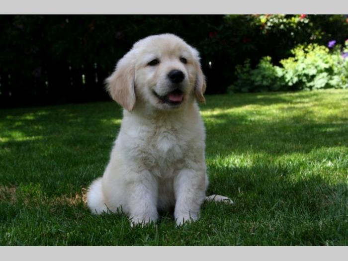labrador retriver štenci besplatni mali oglasi