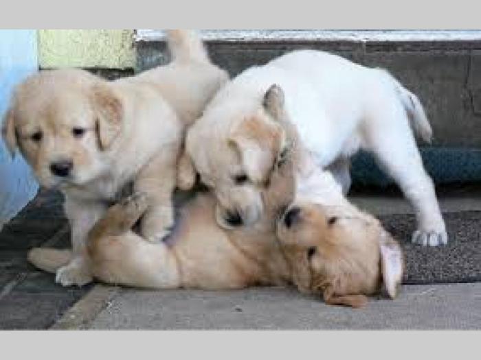 labrador retriver štenci besplatni mali oglasi