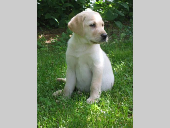 labrador retriver štenci besplatni mali oglasi