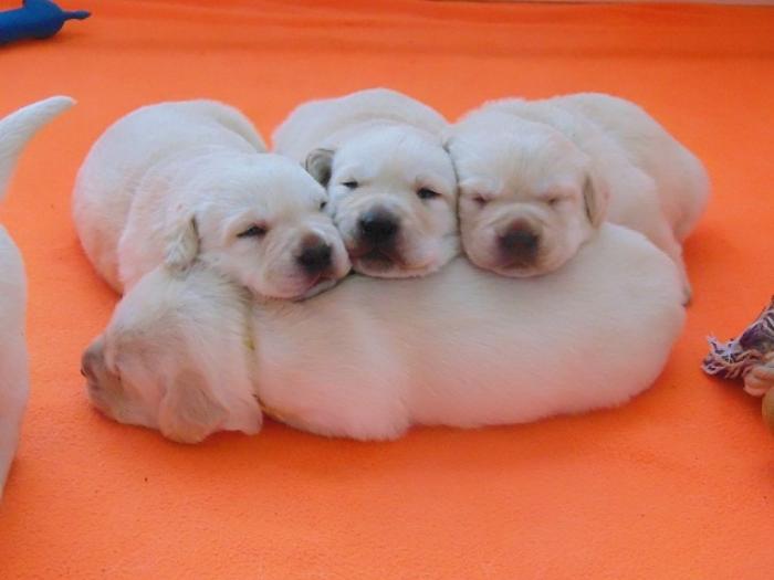 labrador retriver štenci besplatni mali oglasi