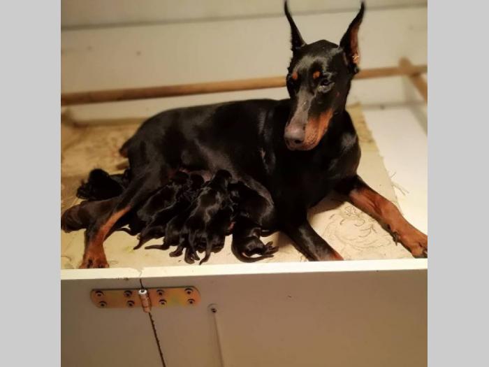 doberman štenci vrhunskog porekla besplatni mali oglasi