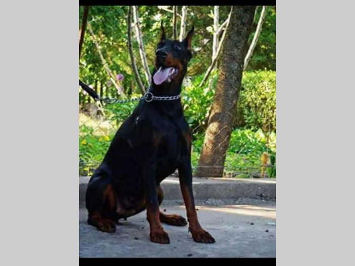 doberman štenci vrhunskog porekla besplatni mali oglasi