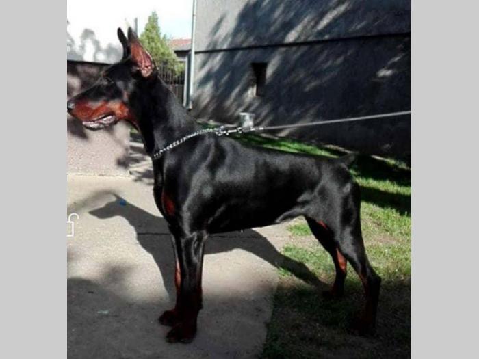 doberman štenci vrhunskog porekla besplatni mali oglasi
