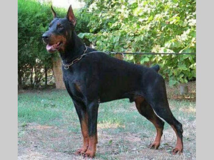 doberman štenci vrhunskog porekla besplatni mali oglasi