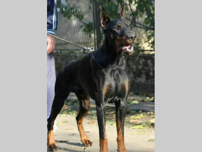 doberman štenci vrhunskog porekla besplatni mali oglasi