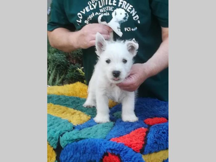 westie zapadnoškotski beli terijer besplatni mali oglasi