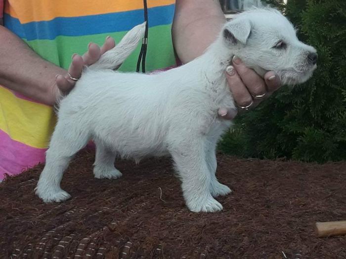 westie zapadnoškotski beli terijer besplatni mali oglasi