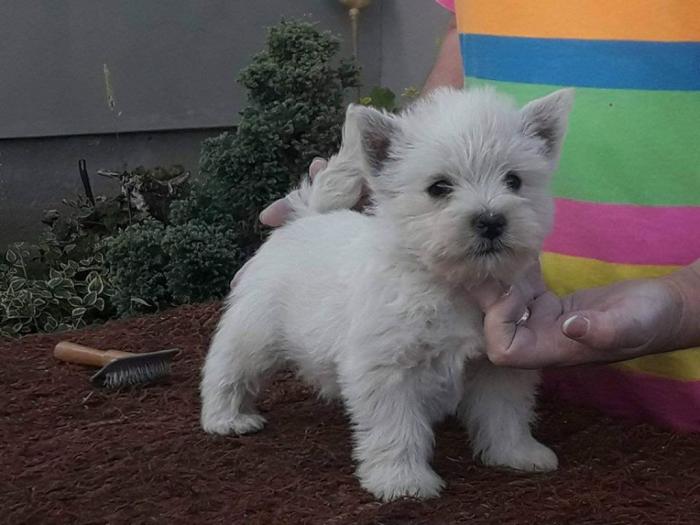 westie zapadnoškotski beli terijer besplatni mali oglasi
