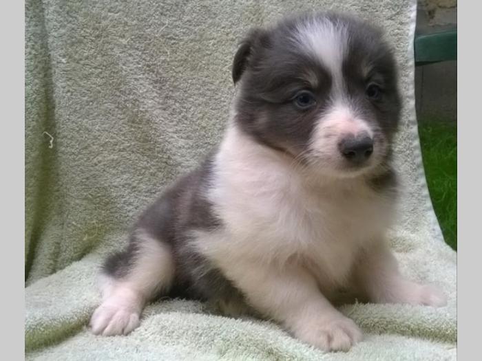 border collie štene besplatni mali oglasi