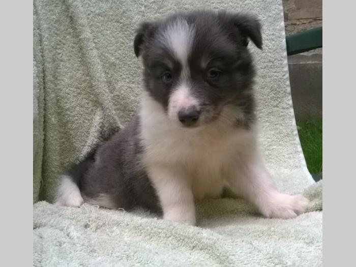border collie štene besplatni mali oglasi