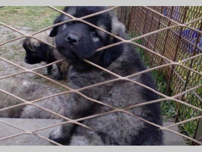 šarplaninci štenci šampionskog porekla besplatni mali oglasi