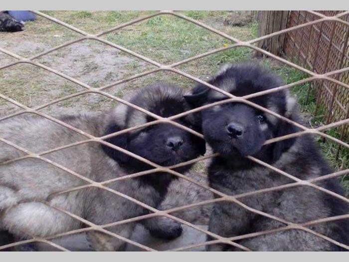 šarplaninci štenci šampionskog porekla besplatni mali oglasi