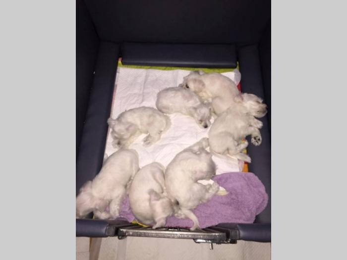 patuljasti beli šnaucer štenci besplatni mali oglasi