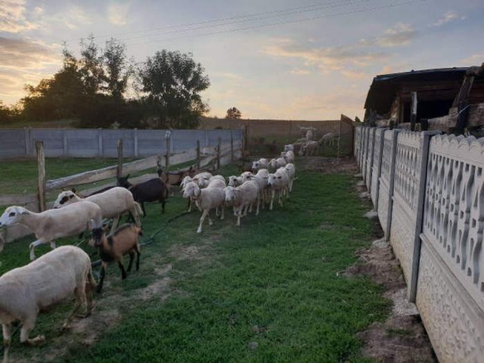 prodajem stado ovaca i alpino koza besplatni mali oglasi