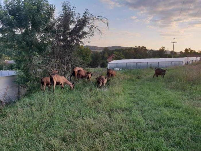 prodajem stado ovaca i alpino koza besplatni mali oglasi