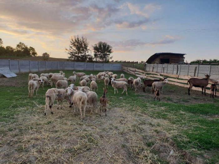 prodajem stado ovaca i alpino koza besplatni mali oglasi