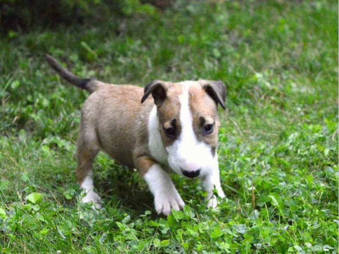 na prodaju štenci bull terijera besplatni mali oglasi