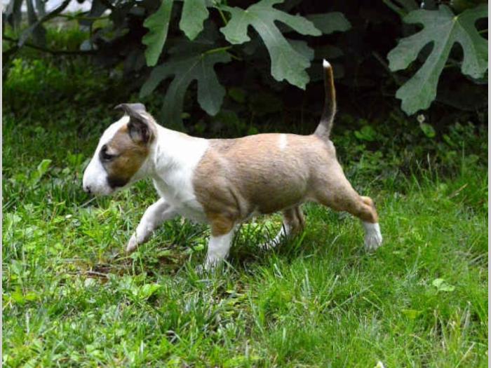 na prodaju štenci bull terijera besplatni mali oglasi