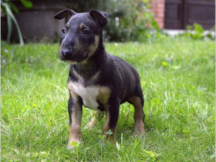 na prodaju štenci bull terijera besplatni mali oglasi