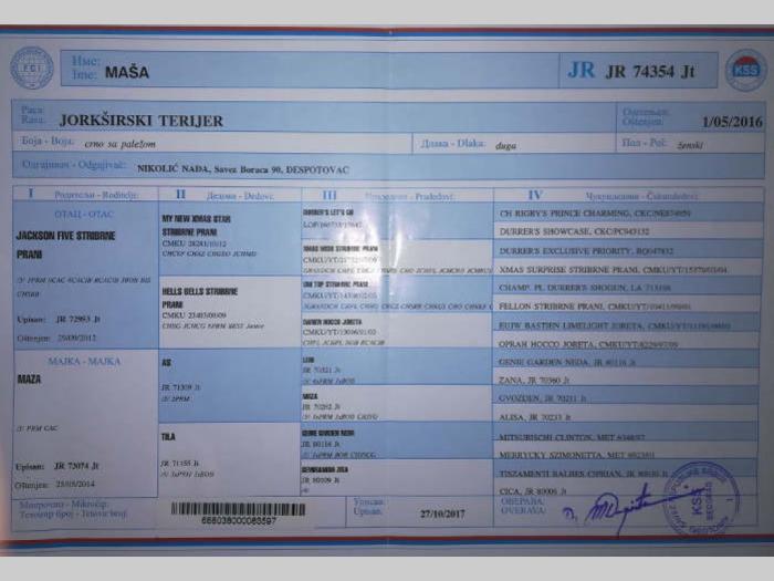jorkširski terijer odrasli psi na prodaju besplatni mali oglasi